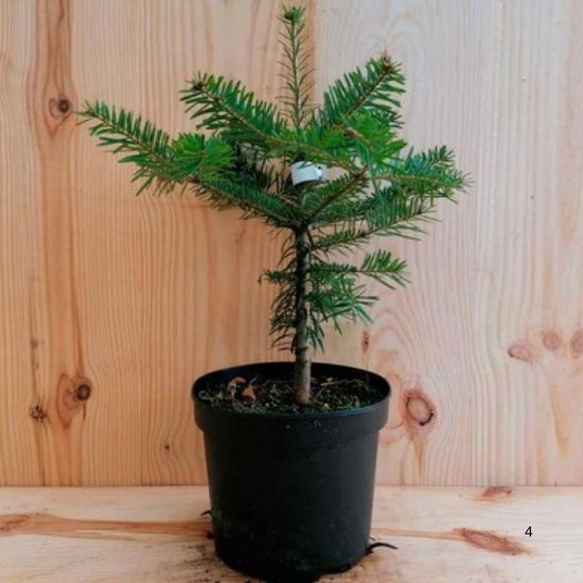 Abies Nordmanniana