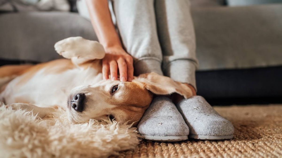 accesorios perros mayores xl