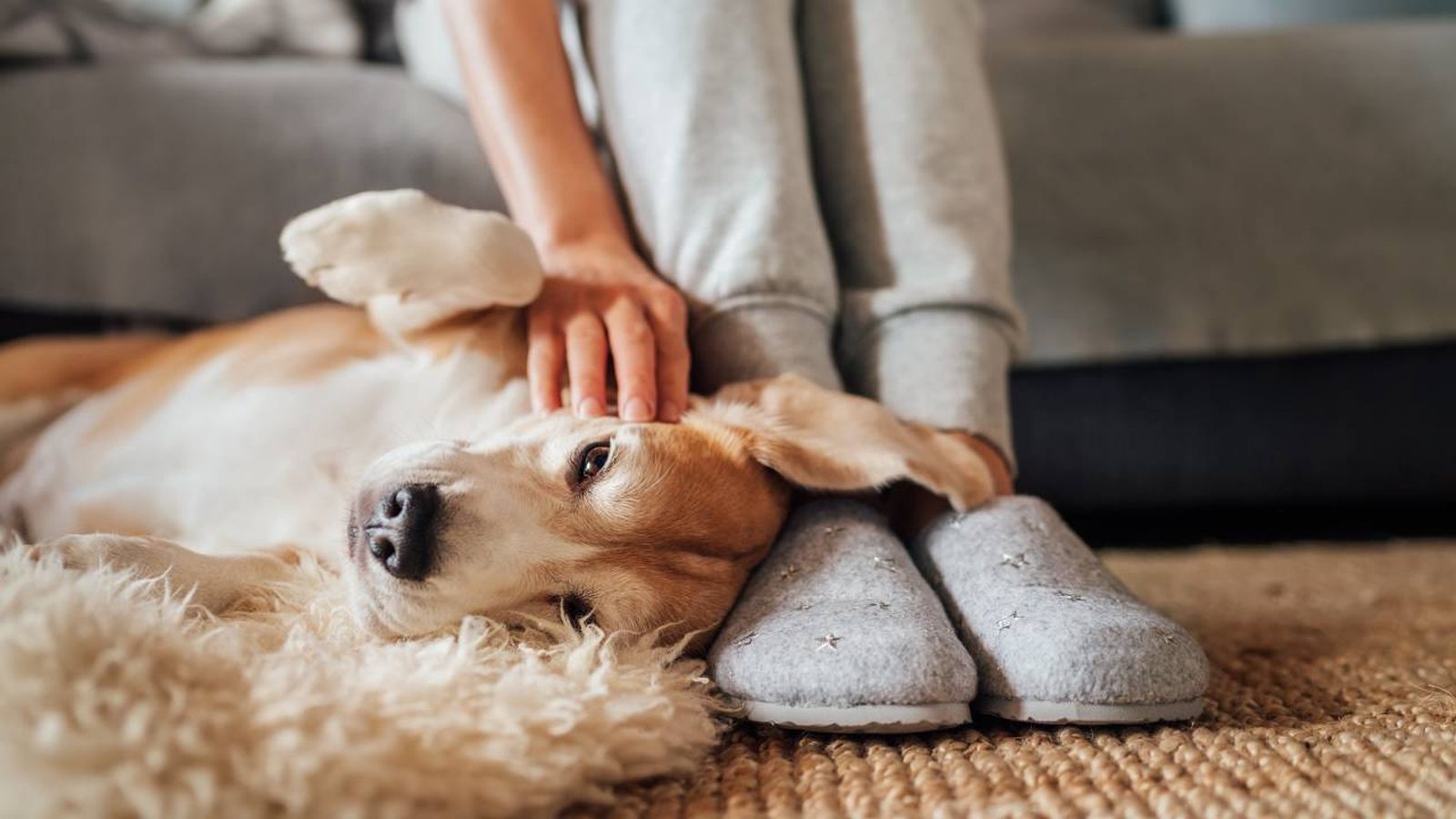 accesorios perros mayores xl