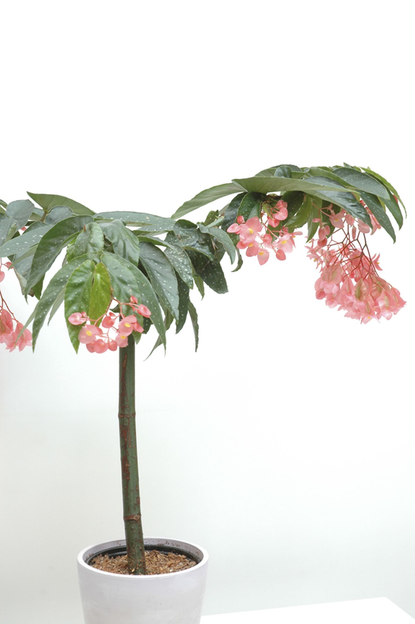 Begonia tamaya o bambú 2