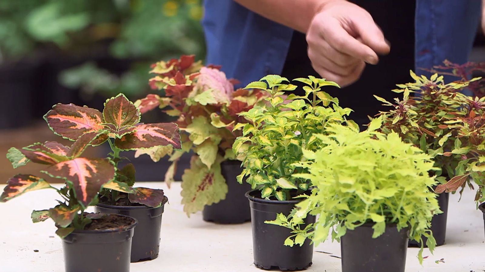 brico 957 3 variedades coleos xl