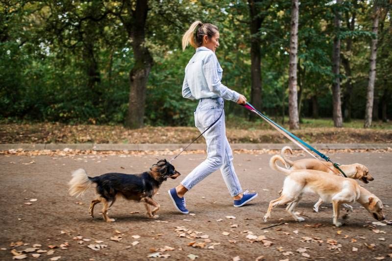 Los animales más jóvenes y pequeños tienen un metabolismo más rápido.