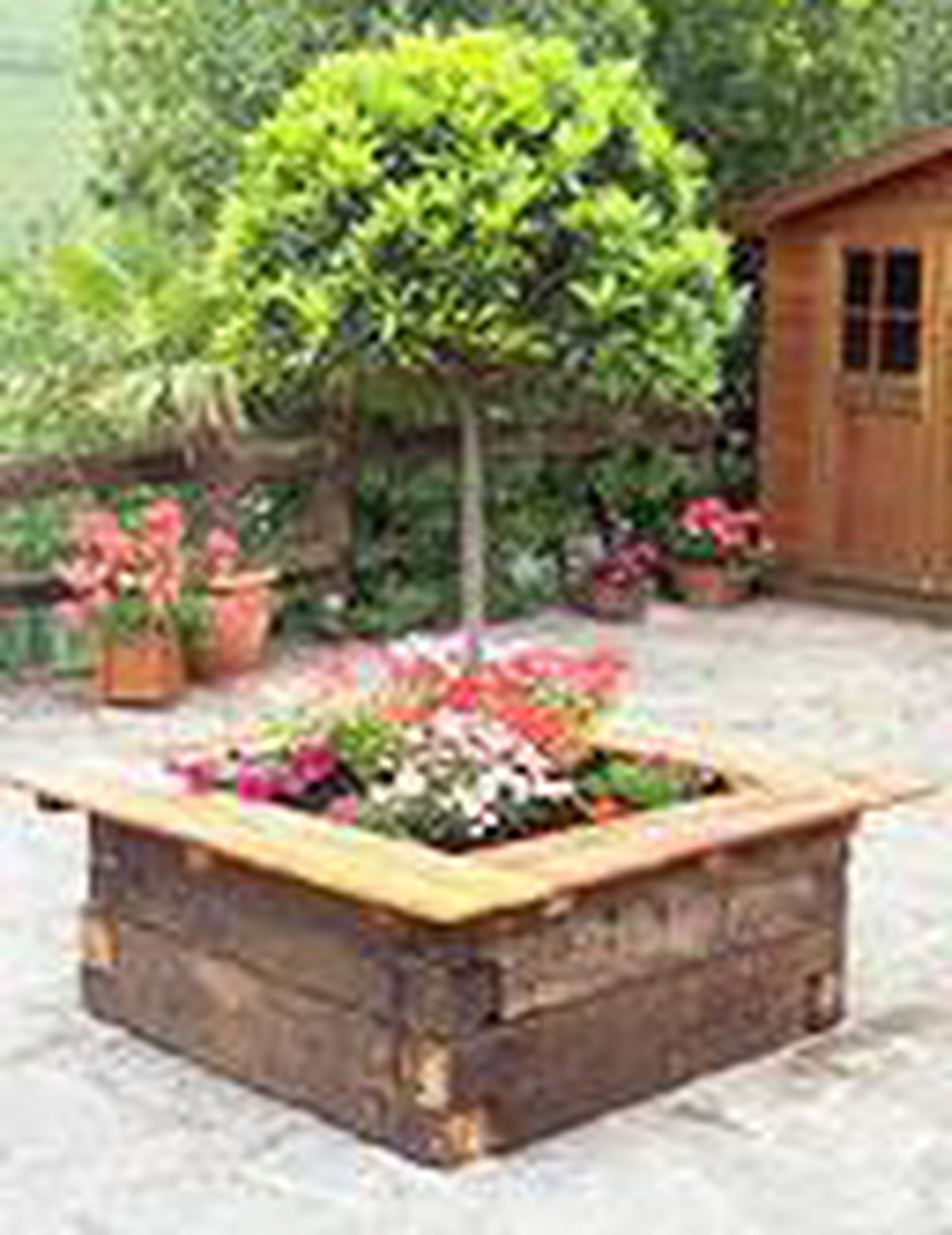 Plantar laurel, margaritas, geranios y surfinias en contenedor grande 2