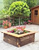 Plantar laurel, margaritas, geranios y surfinias en contenedor grande 2