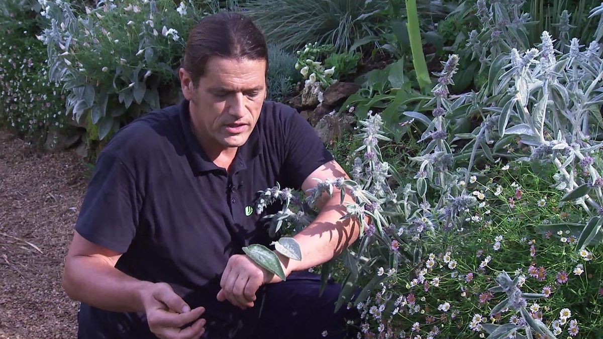 deco 774 jardin stachys lanata byzantina variedades