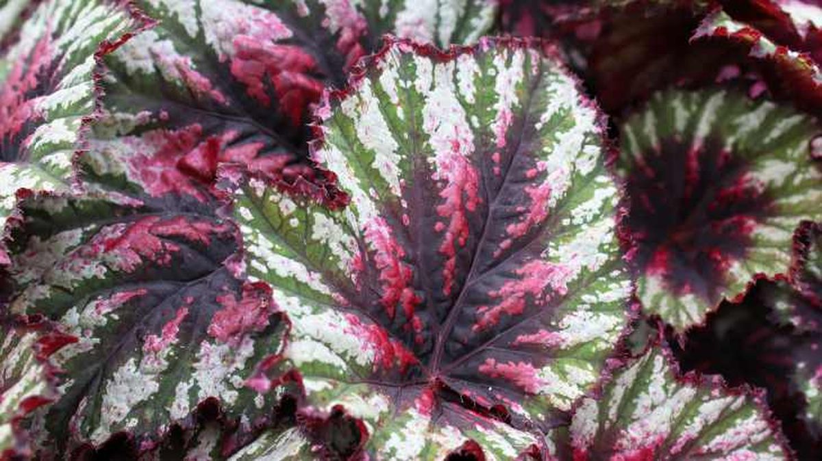 Begonia rex