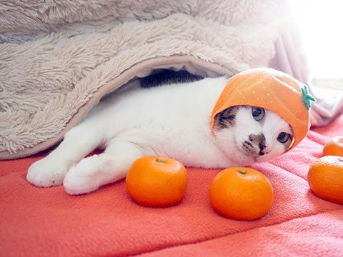 gato con mandarinas