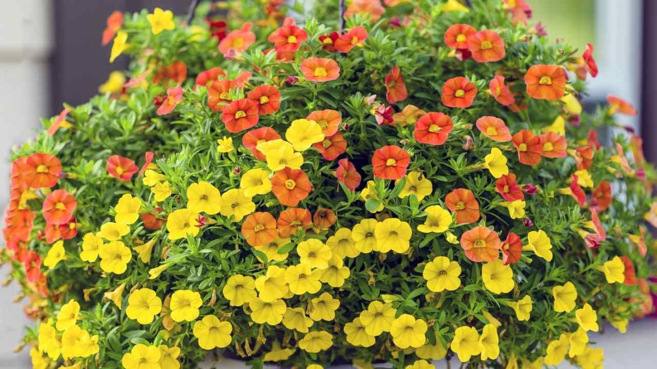 Calibrachoa