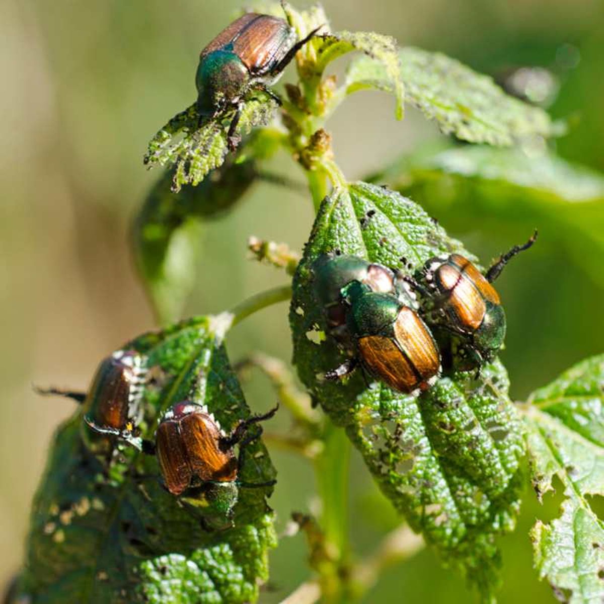 Plaga del escarabajo japonés en una planta