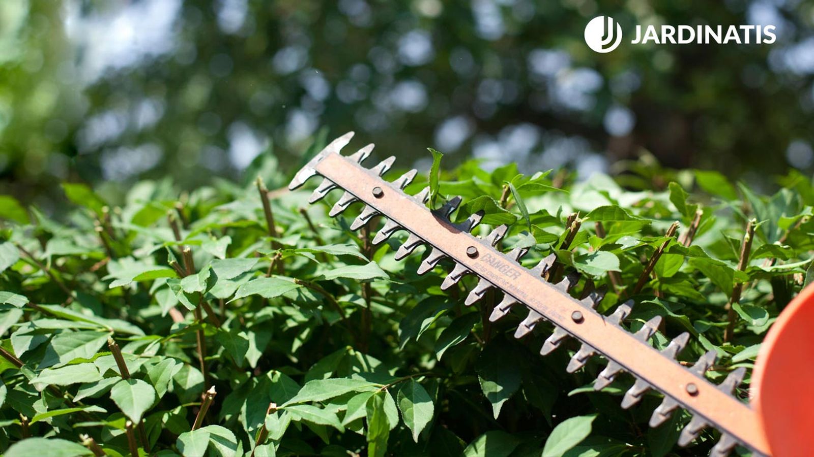 Podas de finales de invierno