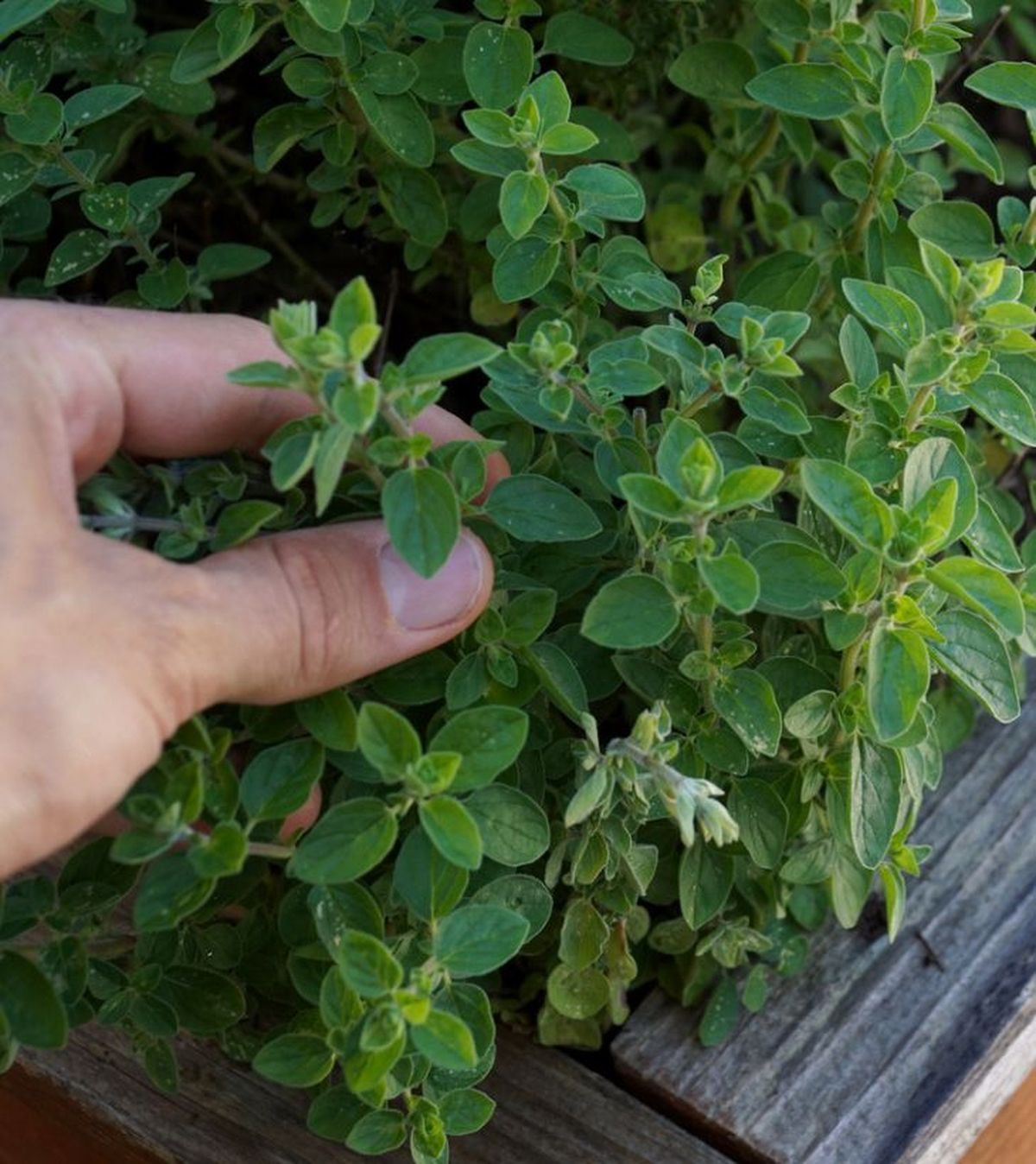 oregano planta aromatica