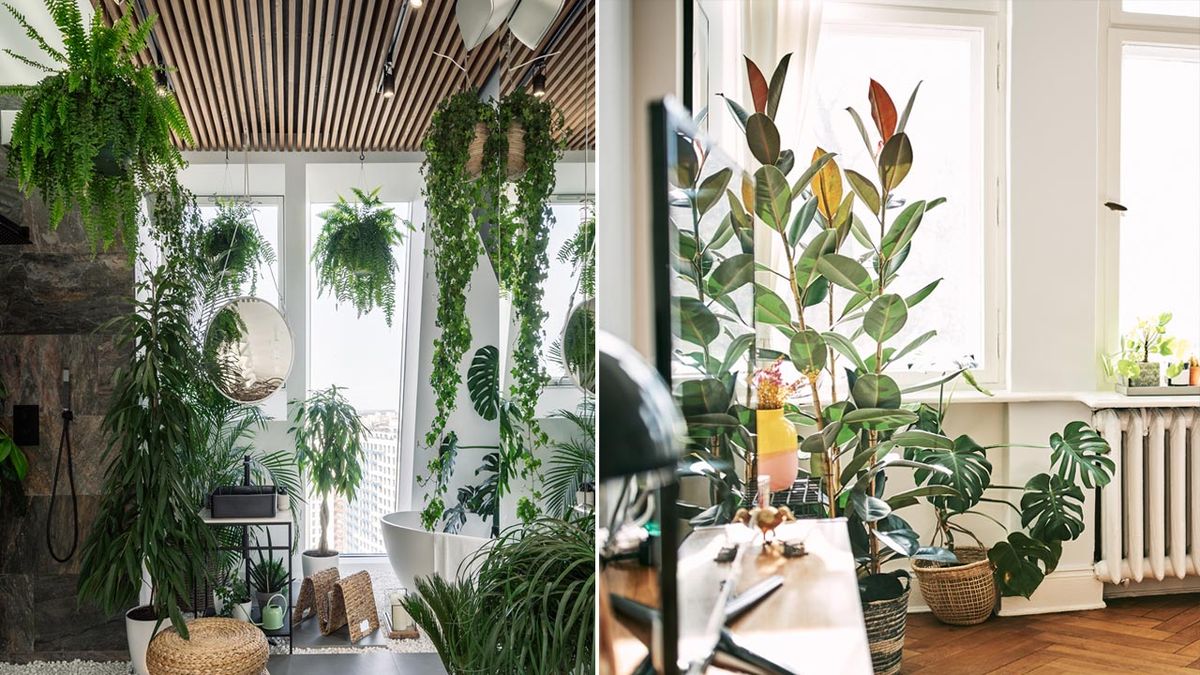plantas de interior urban jungle