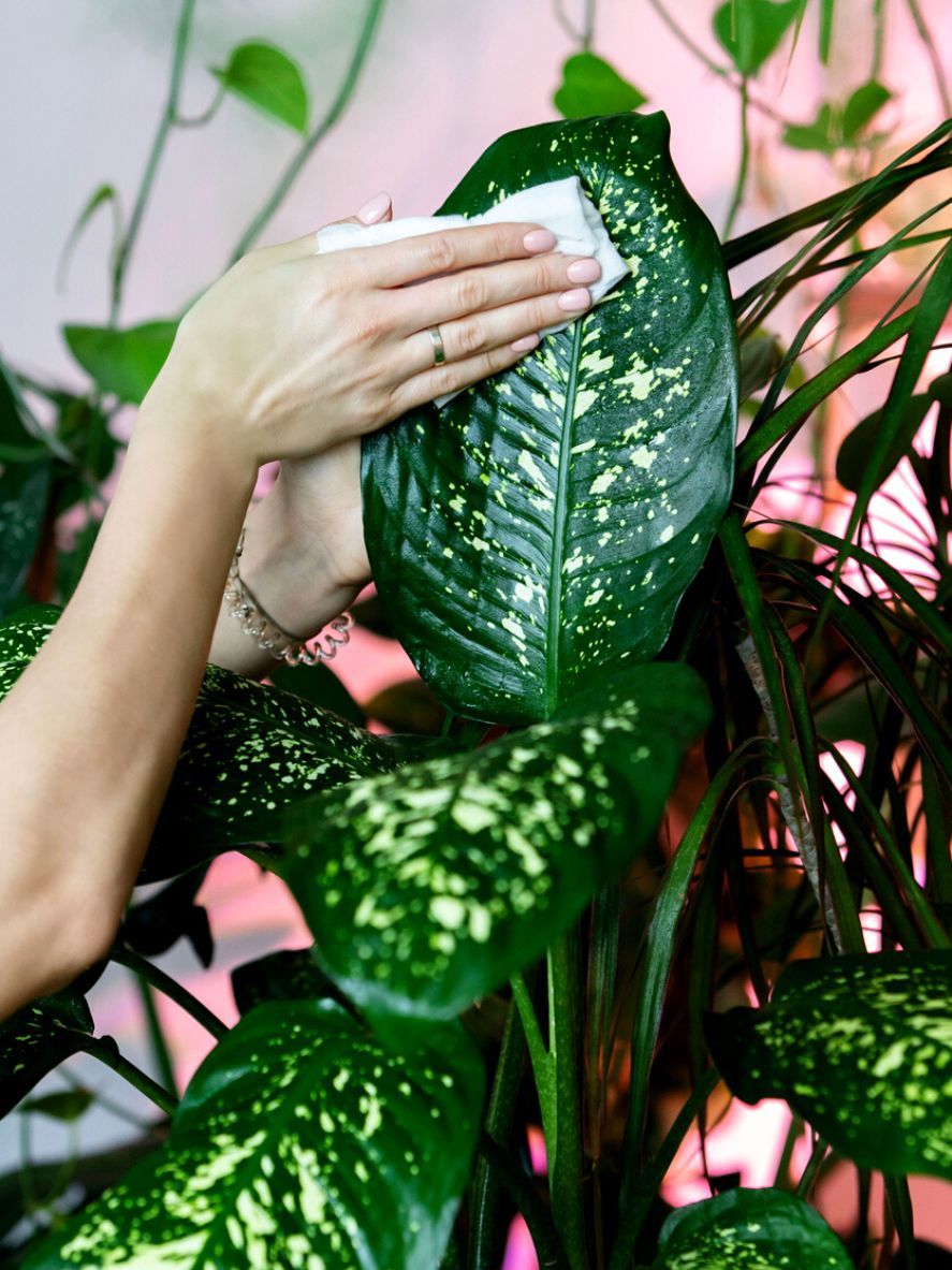 como limpiar hojas de dieffenbachia