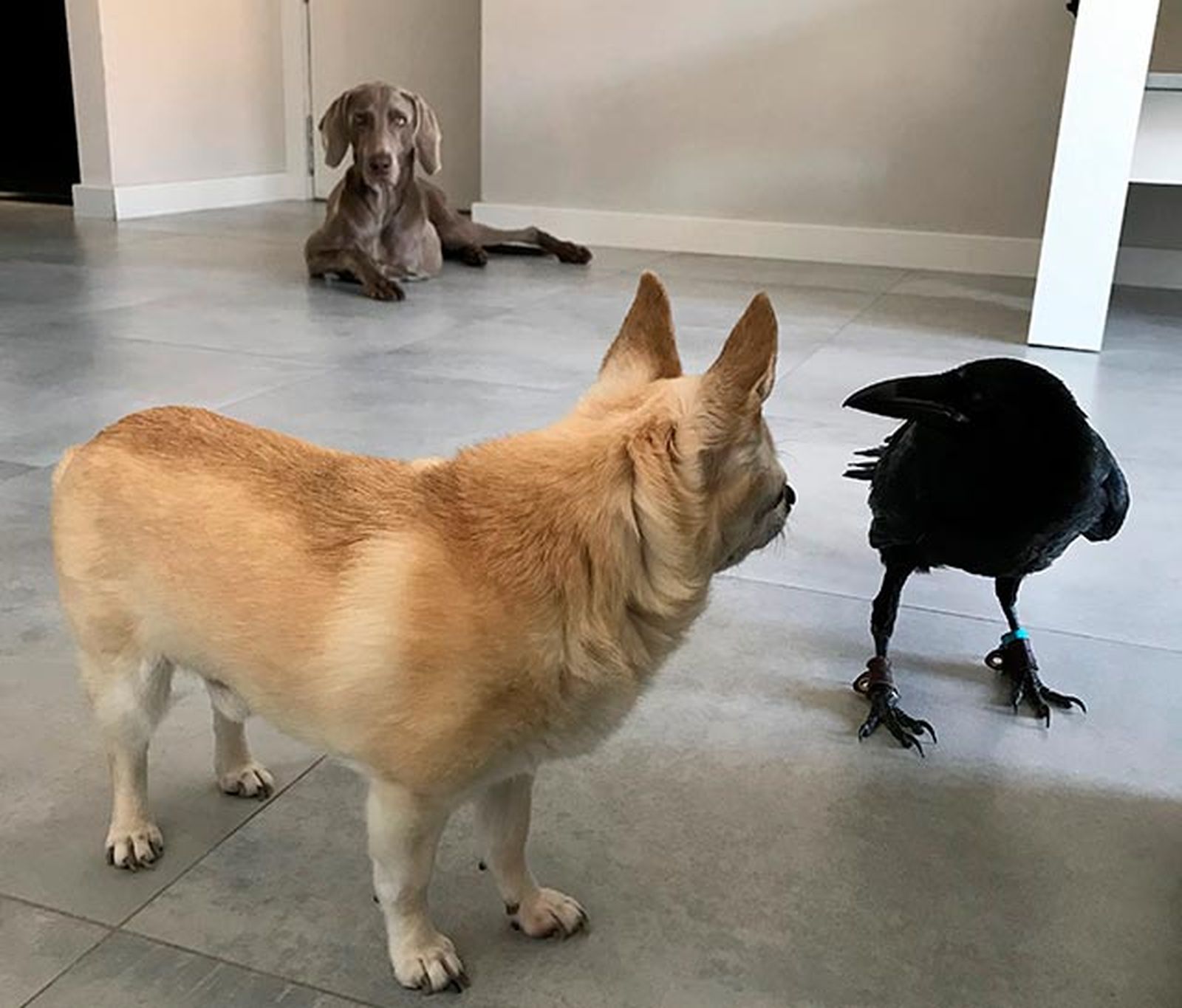 vanta cuervo mascota 7