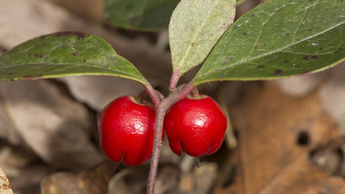 bayas de la gauteria