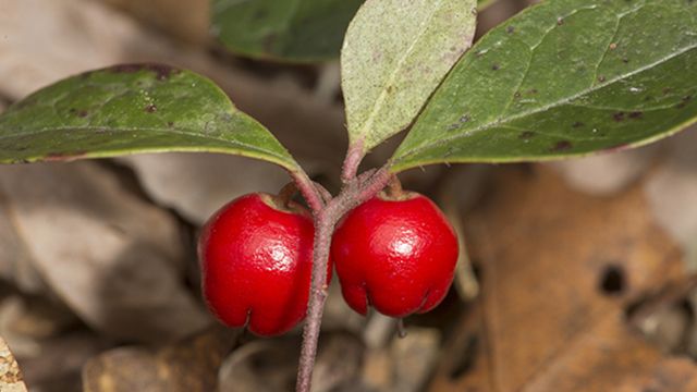 bayas de la gauteria