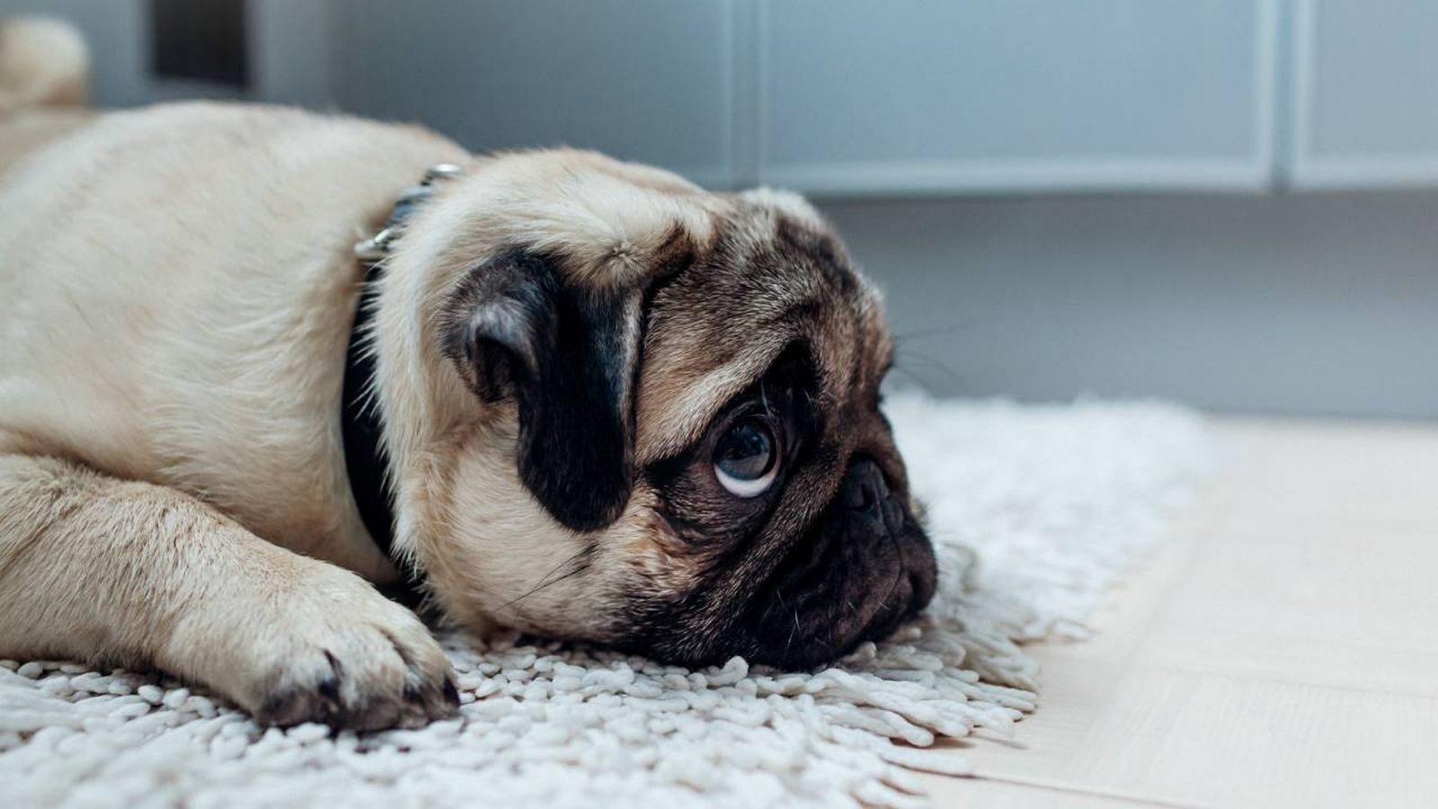 ansiedad separacion perros xl