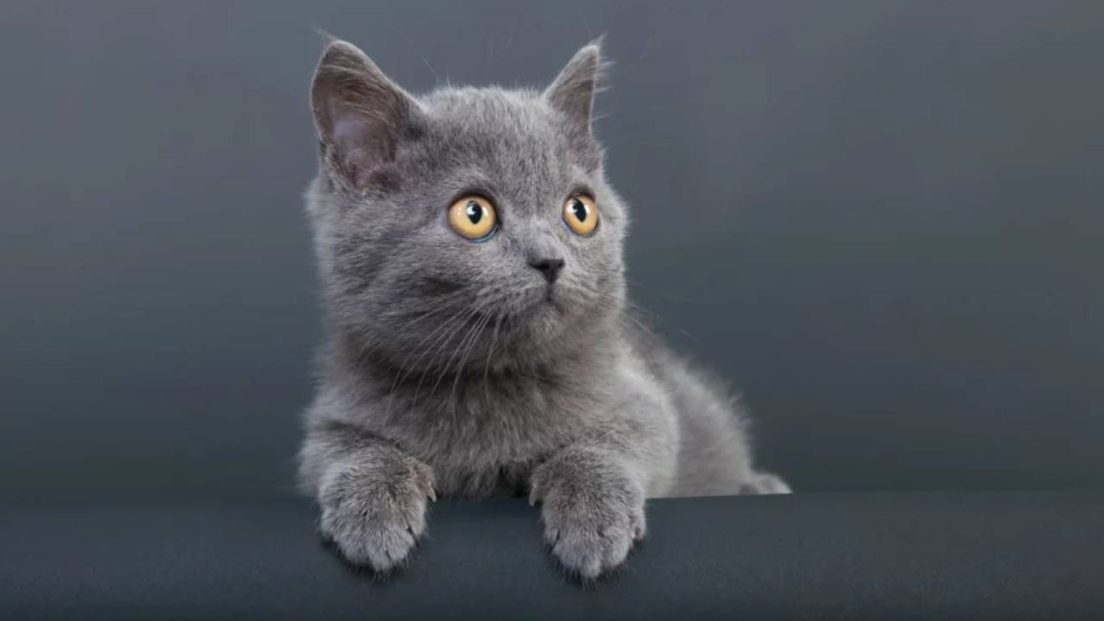 nombres para gatos grises 1 (1)