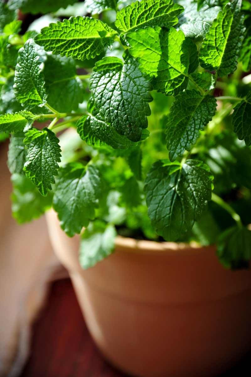 La melisa se parece ligeramente a la menta.