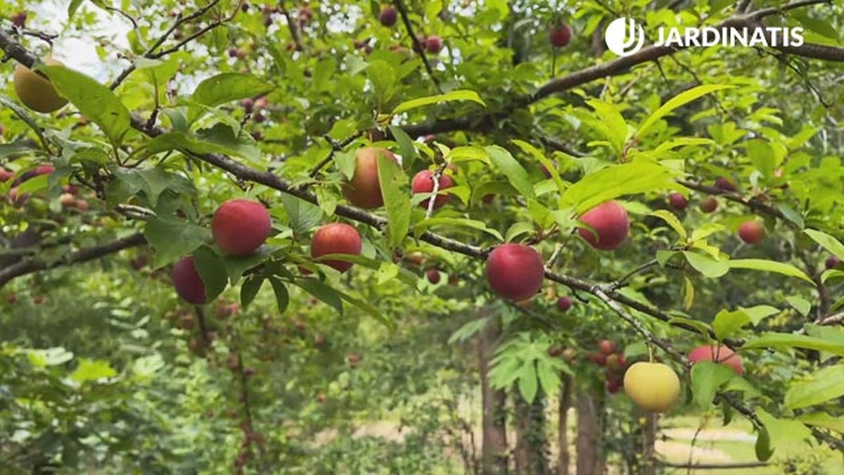 arbol fruta perfecto para el jardin el ciruelo jardinatis