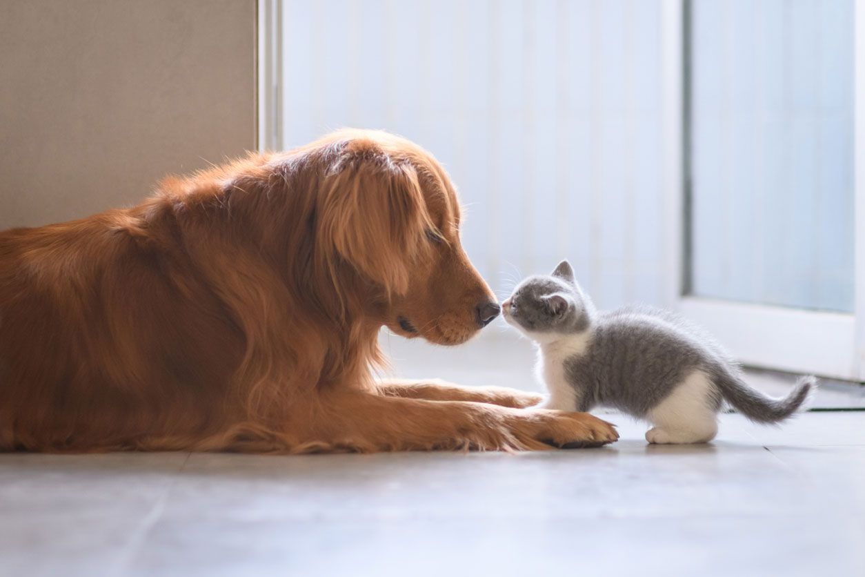 perros gatos olfato