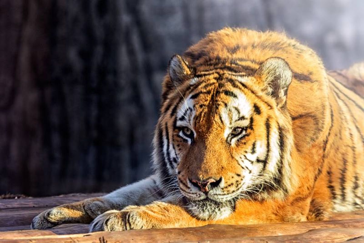 El uso de cámaras trampa  ha permitido monitorear de cerca las poblaciones de tigres.