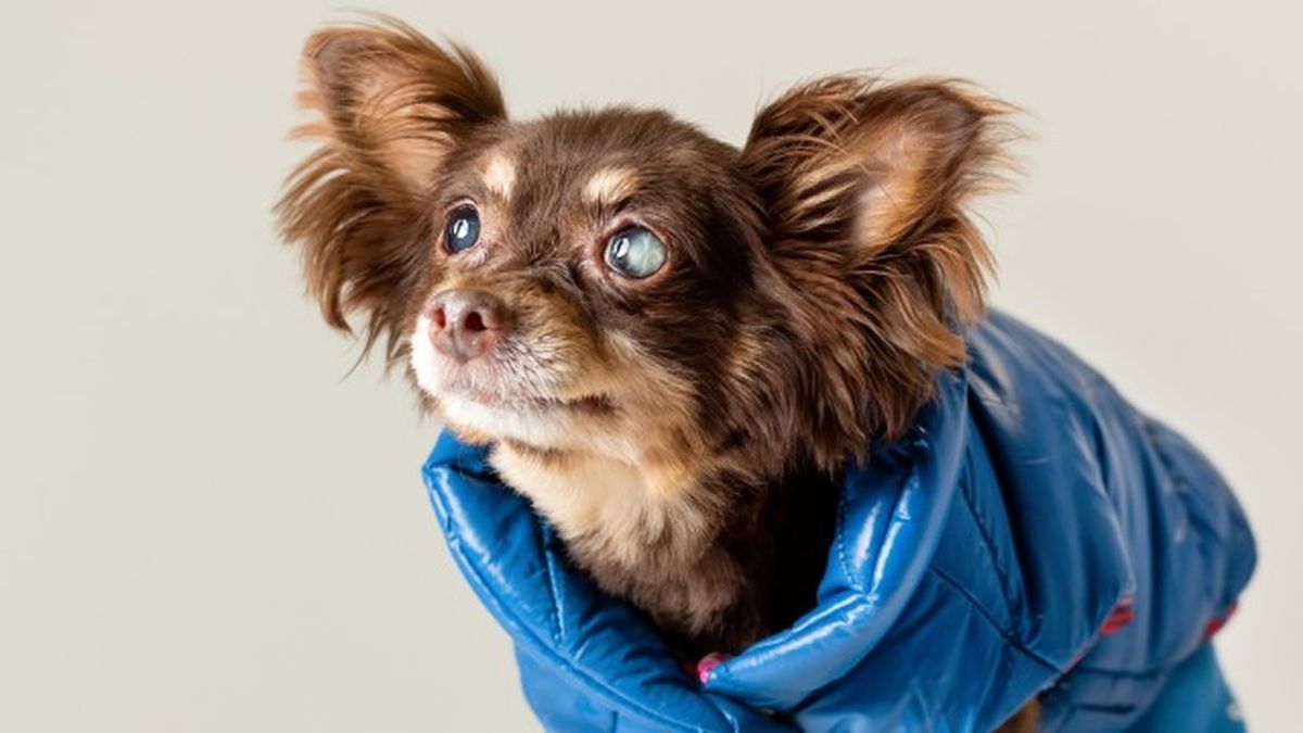 cataratas en perros 12