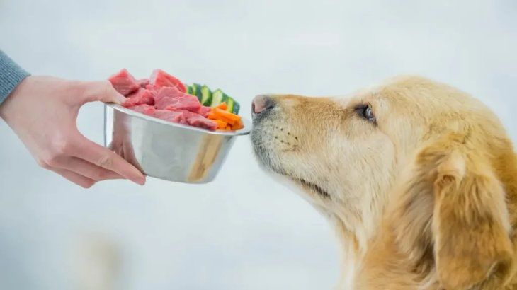 comederos para perros 4