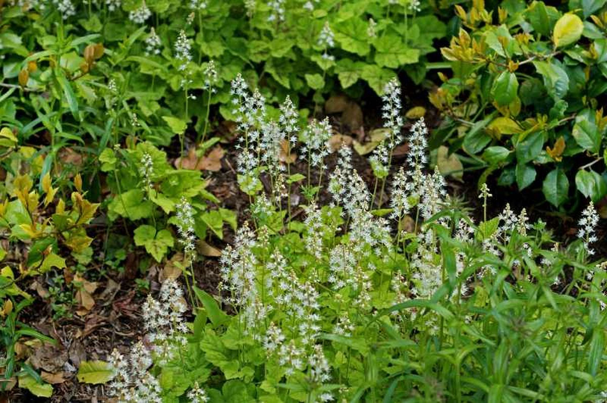 Tiarella cordifolia