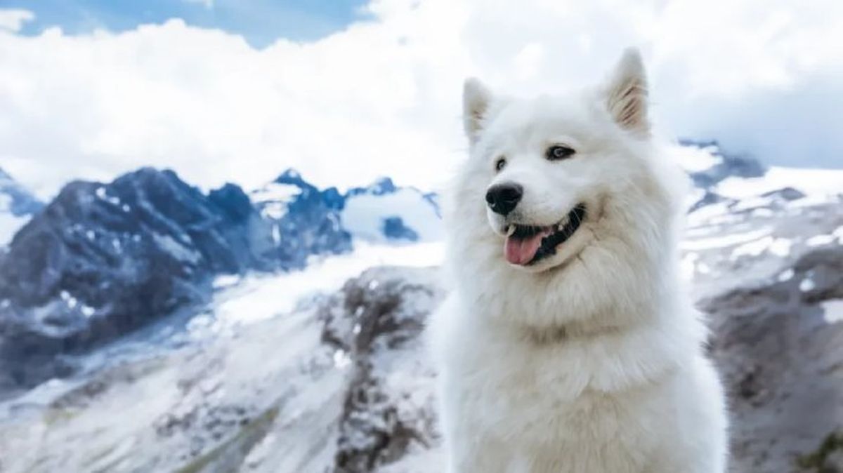 perros que parecen lobos samoyedo
