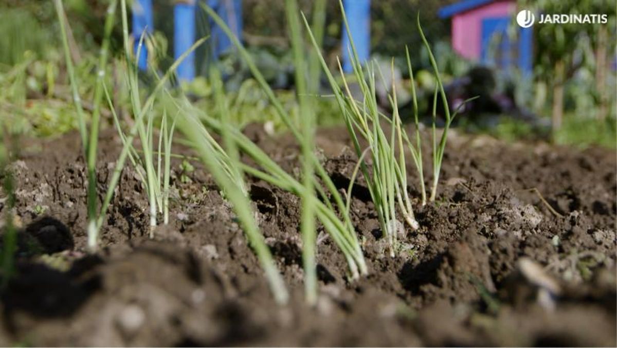 Cebolletas en la huerta
