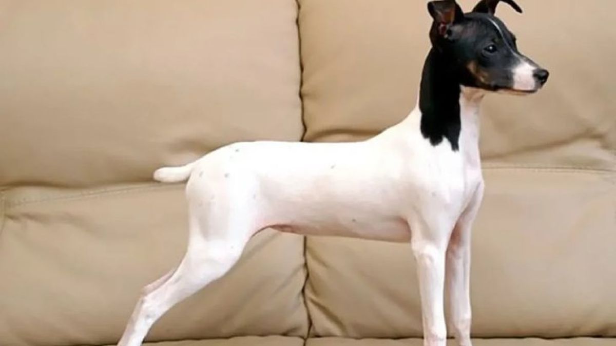 perros japoneses terrier japones 12