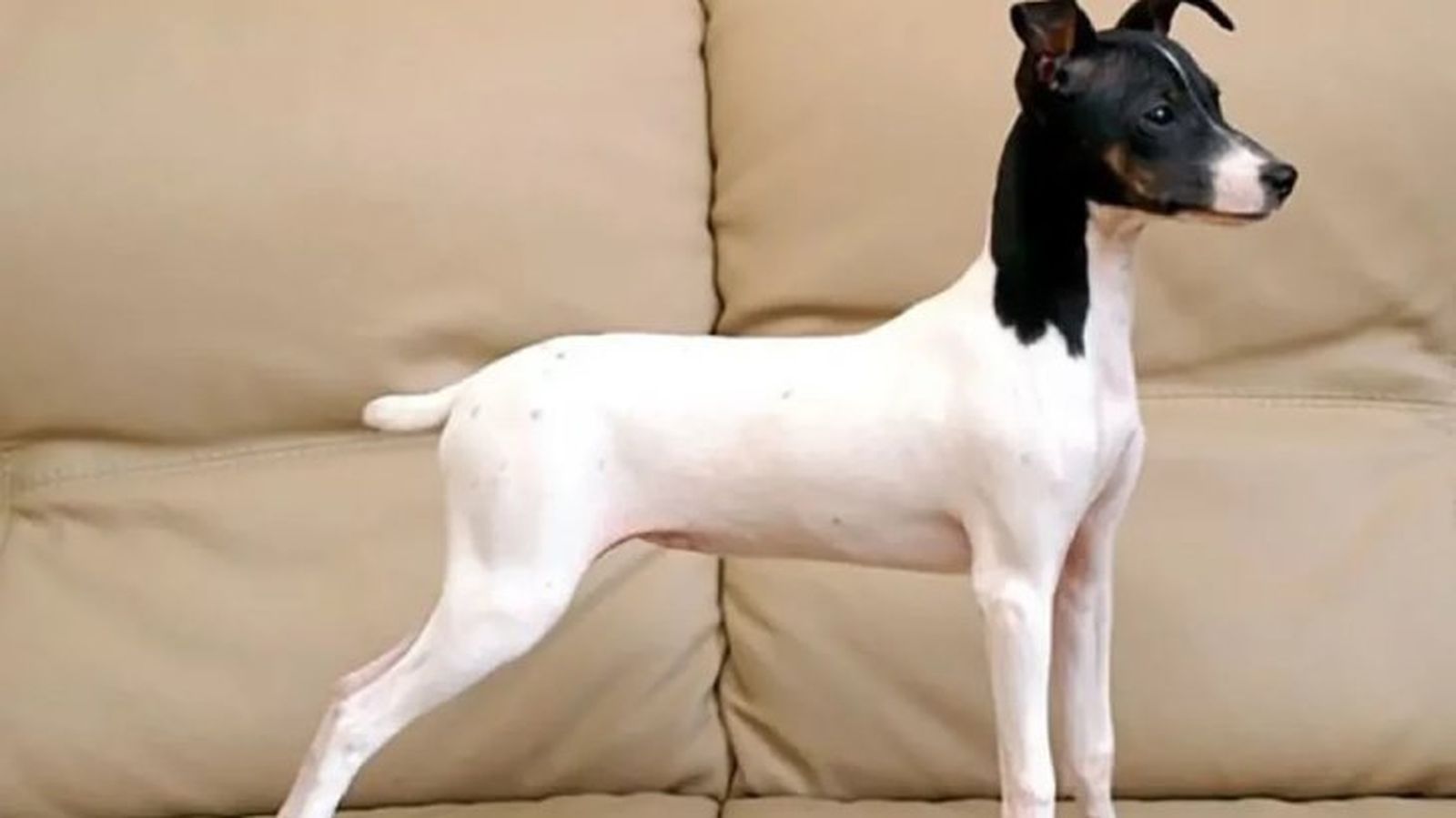 perros japoneses terrier japones 12