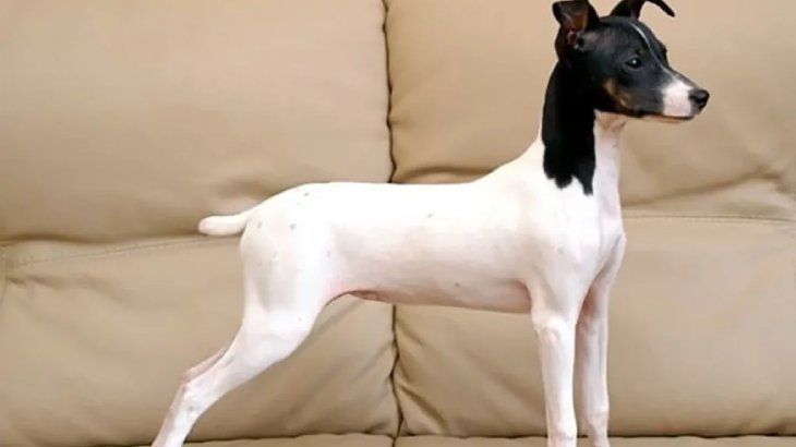 perros japoneses terrier japones 12