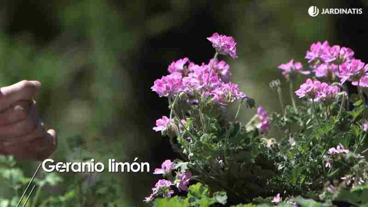 Geranio limón