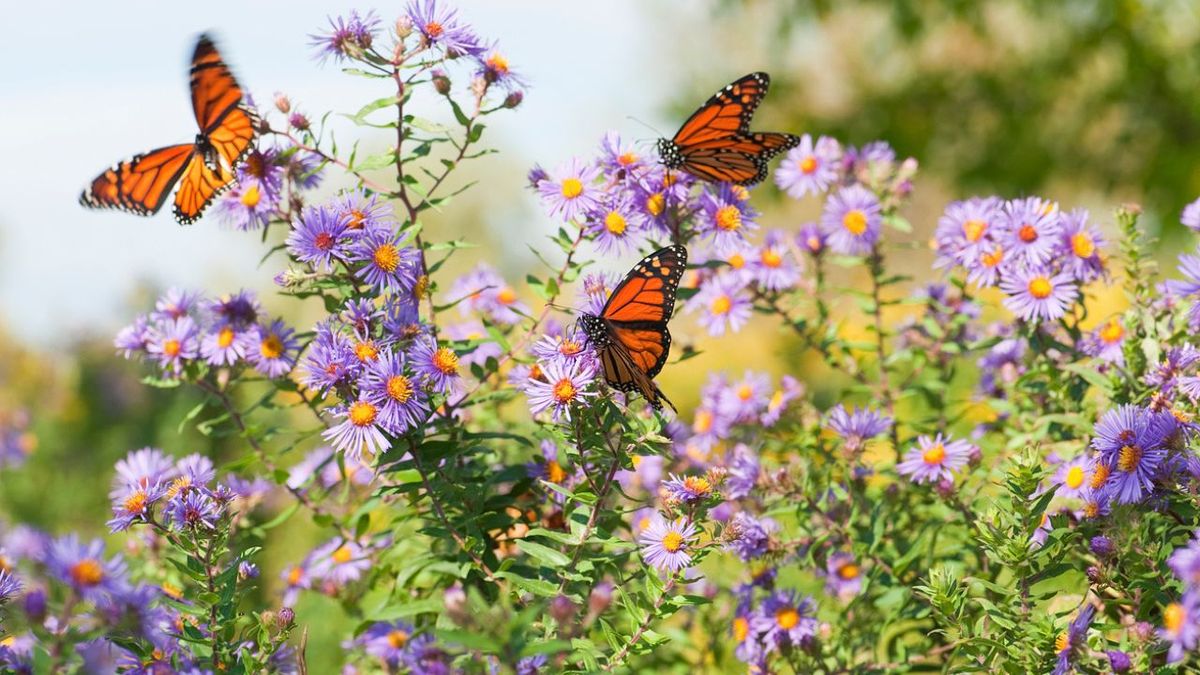 simbiosis que es tipos importancia