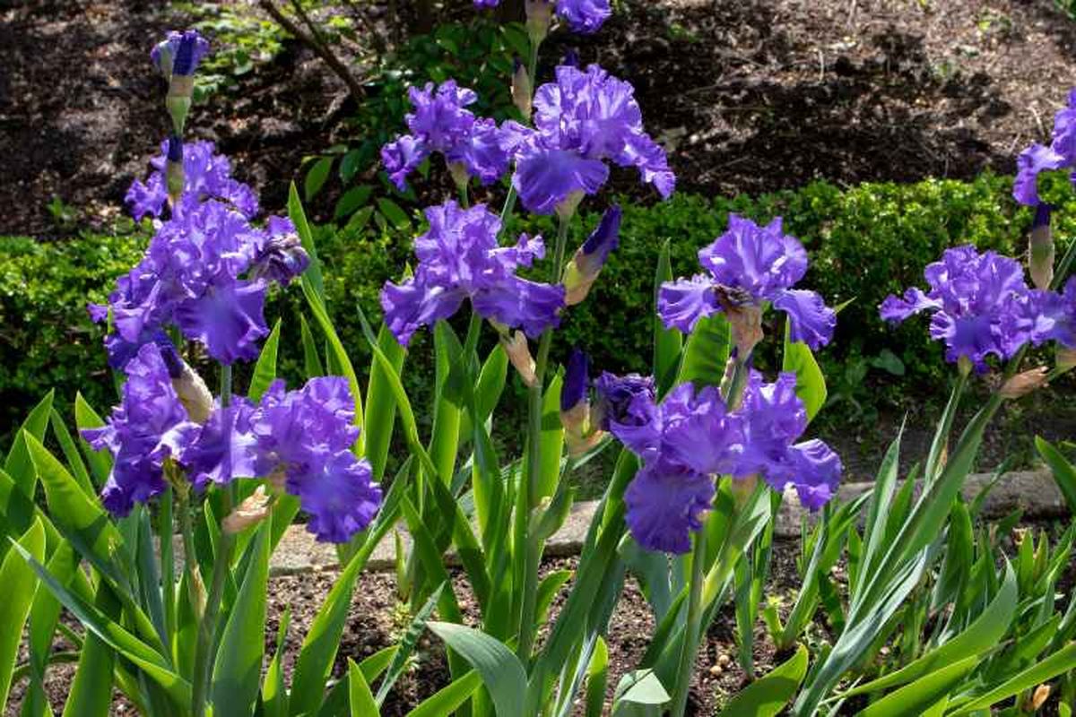 Iris germanica.