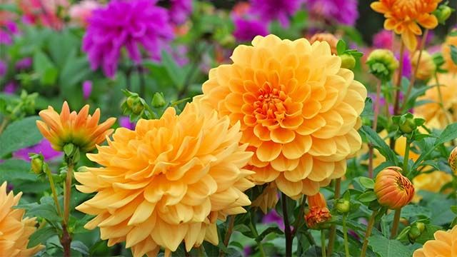 dalia flores de otono