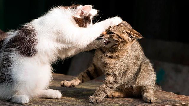 rabia felina 3