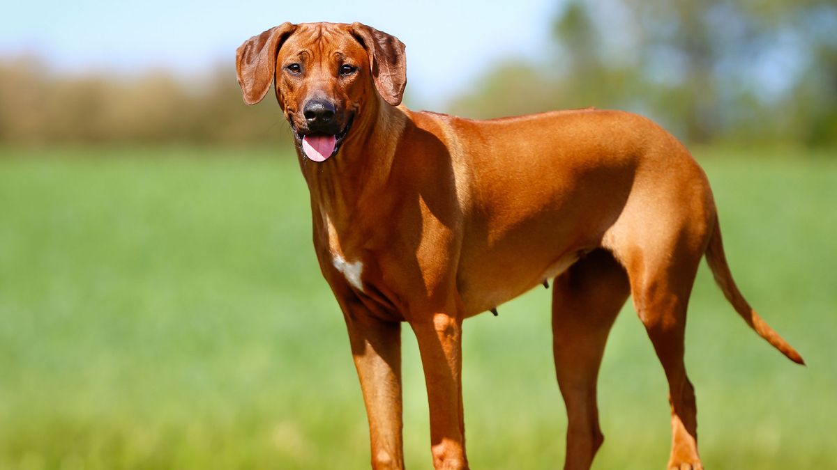perros razas Africa Rhodesian Rigdebac