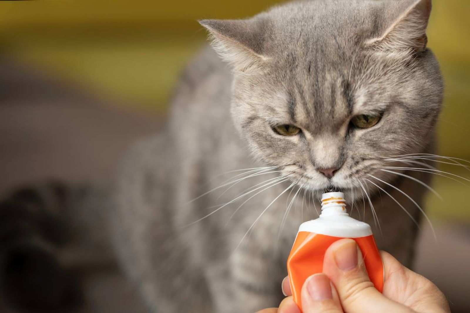La malta para gatos es un suplemento alimenticio elaborado con fibras, aceites y extractos vegetales.