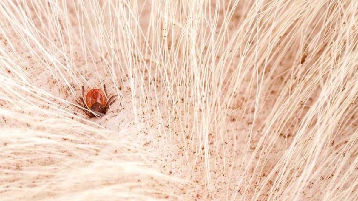 como quitar una garrapata a un perro 2.jpg