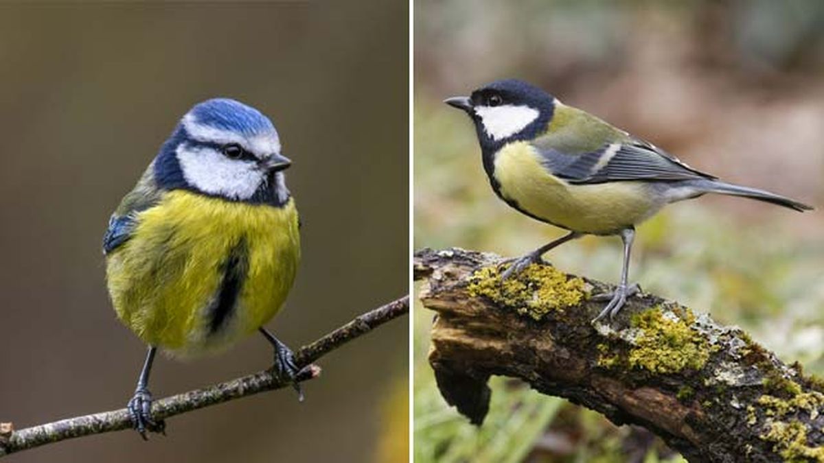 pajaro herrerillo carbonero depredadores procesionaria del pino