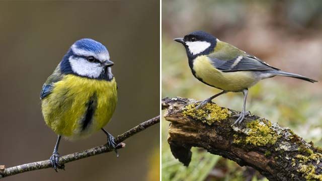 pajaro herrerillo carbonero depredadores procesionaria del pino