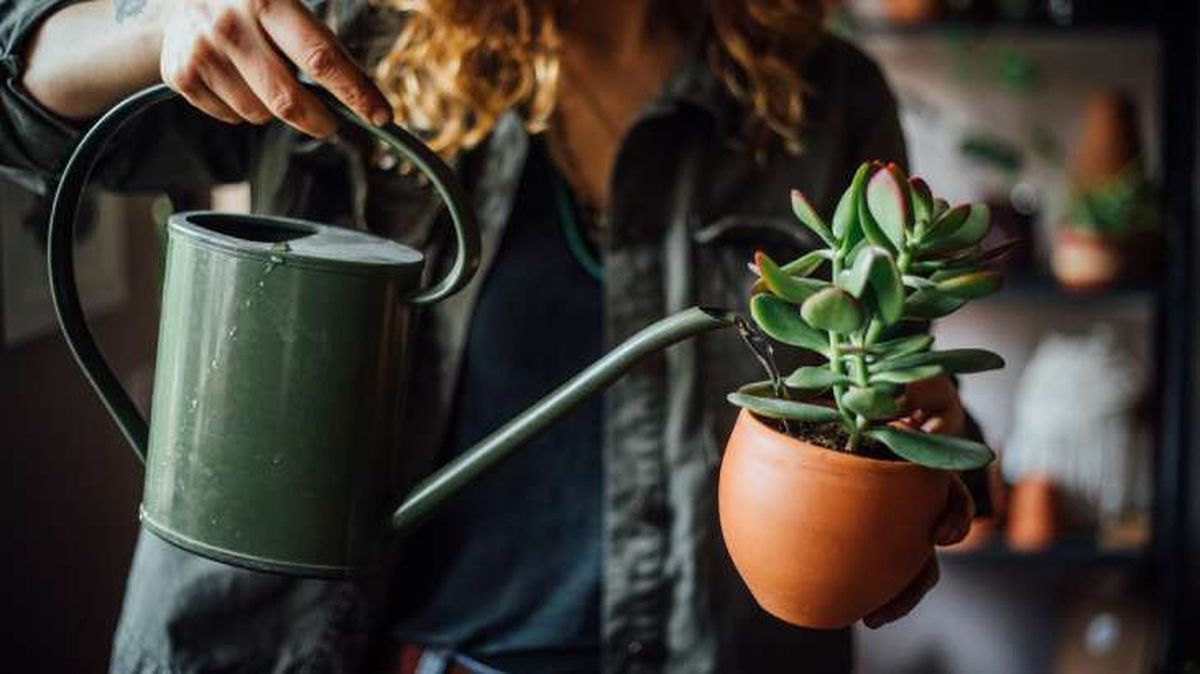 riego inadecuado cactus plantas crasas