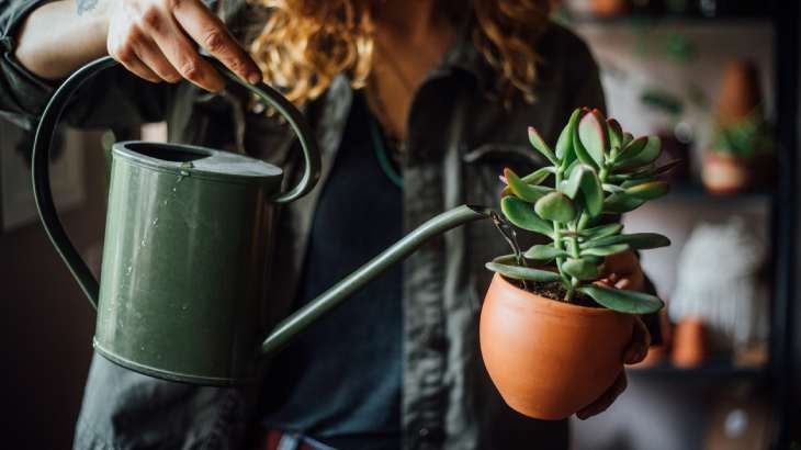 riego inadecuado cactus plantas crasas