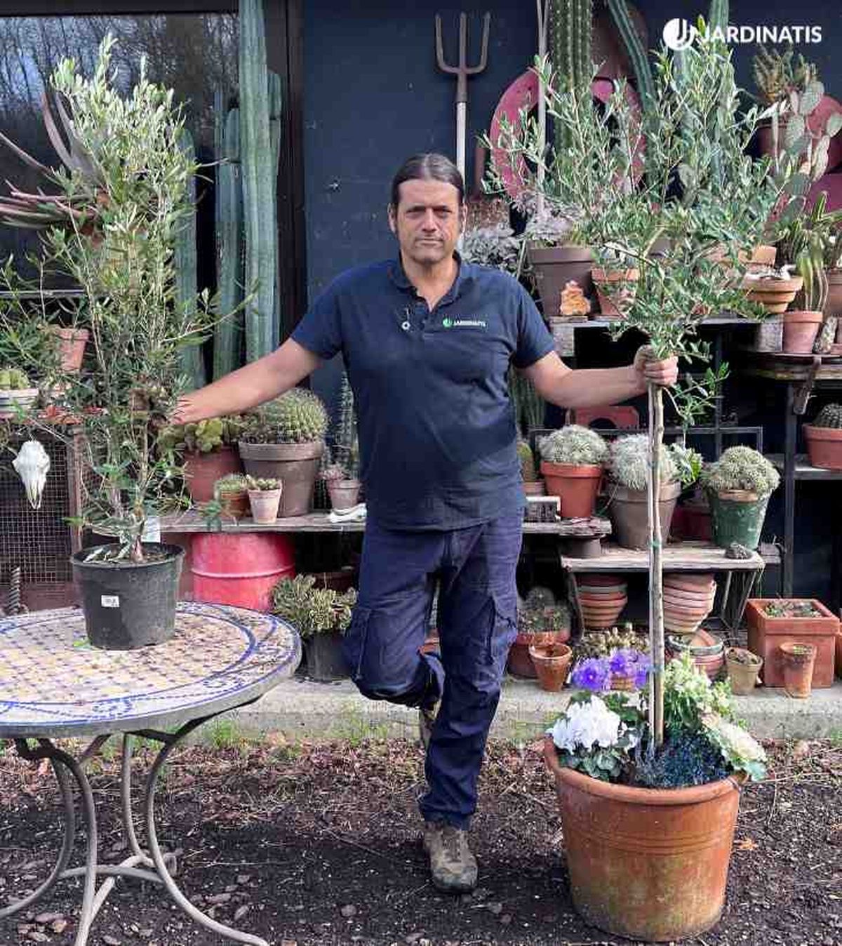 olivo forma arbustiva olivo tronco central jardinatis 50