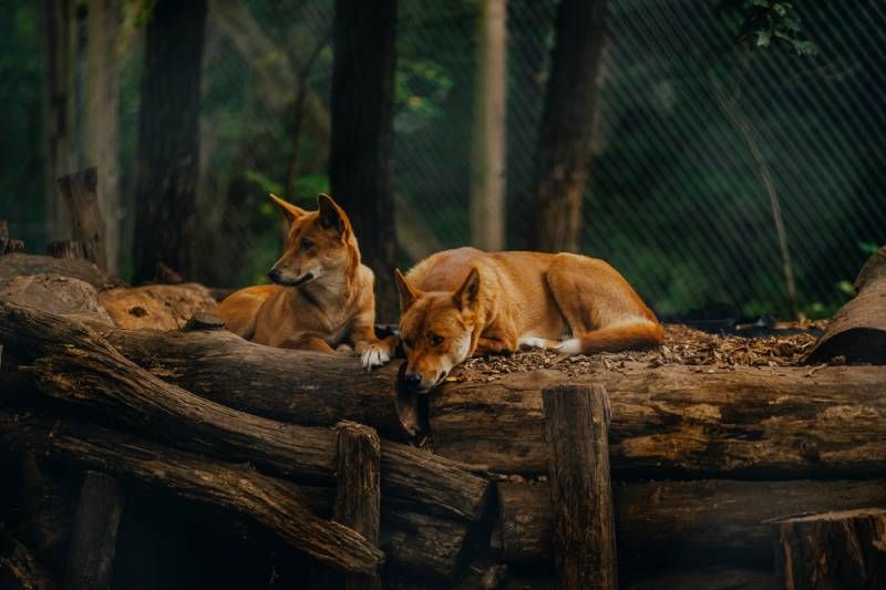 Los dingos no ha sido criados ni domesticados de forma selectiva por el ser humano.