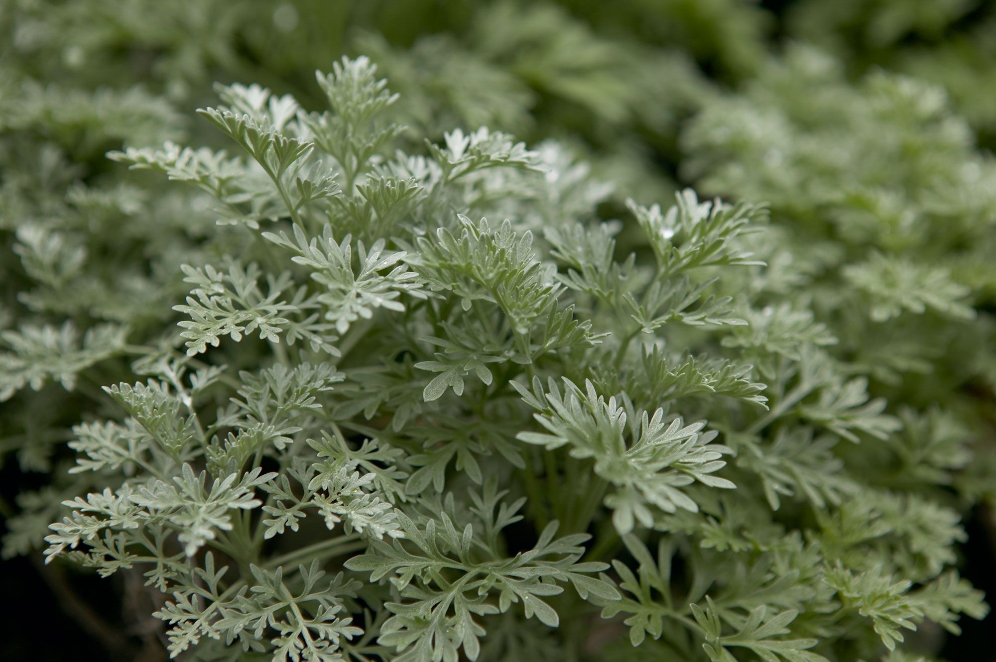 Artemisia powis castle