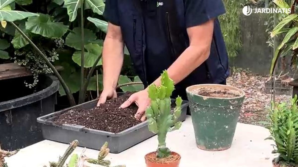 sustrato para la euphorbia trigona jardinatis 23 34